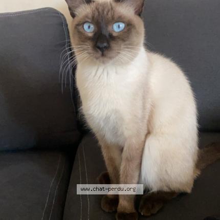 Photo 1/1 César Chat lost in Arcueil