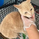 Picture of cat found at Roubaix