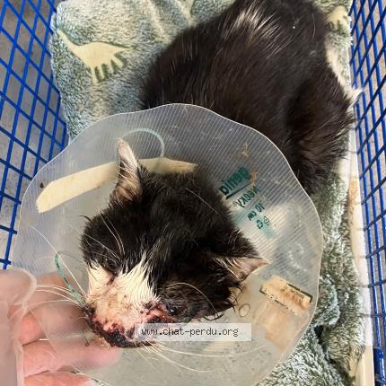 Photo 1/1 Found cat Found in Roubaix