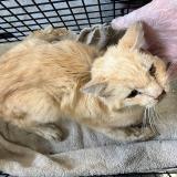 Picture of cat found at Roubaix