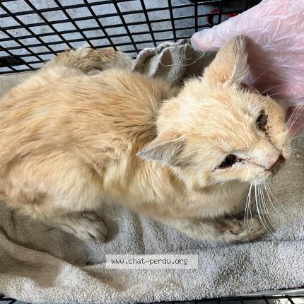 Photo 1/1 Found cat Found in Roubaix