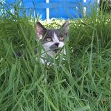 Picture of cat lost at Ploufragan