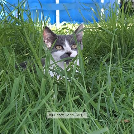 Photo 1/1 Minouchette Chat lost in Ploufragan