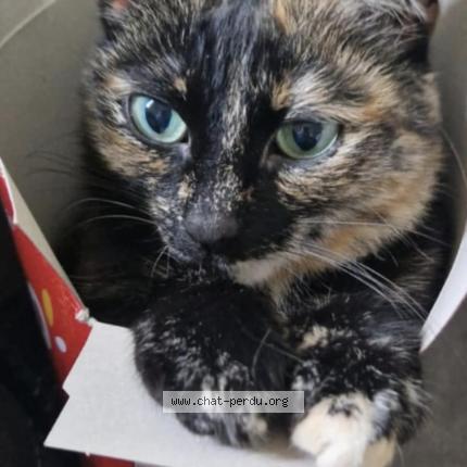 Photo 1/1 Kitty Chat lost in Grace hollogne