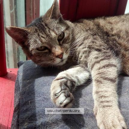 Photo 1/1 Lottie Chat lost in Le relecq kerhuon