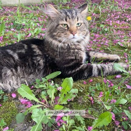 Photo 1/1 tac Chat lost in Repentigny