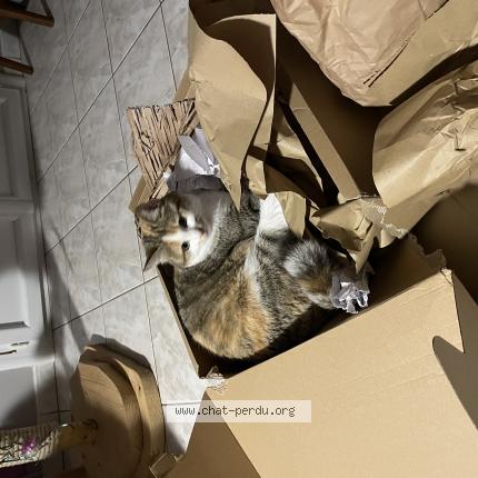 Photo 1/1 Lis Chat lost in Frontignan