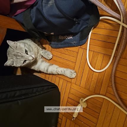 Foto 1/1 Wiedergefundene Katze Gefunden in Lausanne