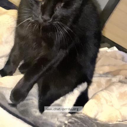 Photo 1/1 Mamoureuse Chat lost in Serriere