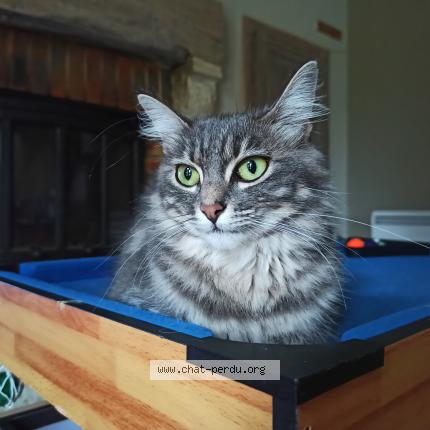 Photo 1/1 Maya Chat lost in Navailles angos