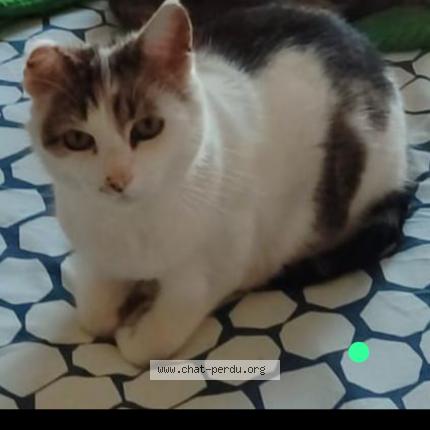 Photo 1/1 Gribouille Chat lost in Commentry