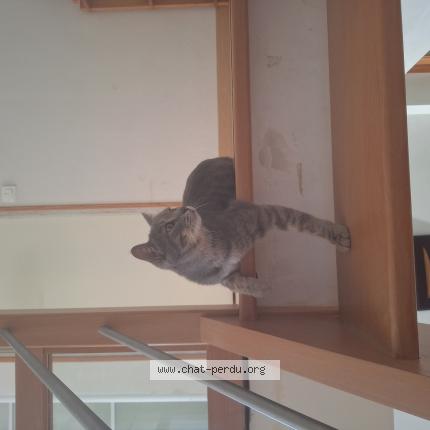 Photo 1/1 Filfil Chat lost in Thorigne fouillard