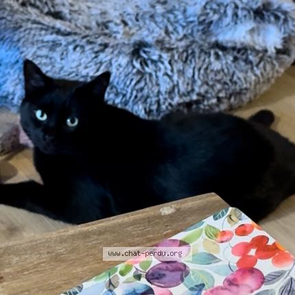 Photo 1/1 R&eacute;glisse Chat lost in Saint laurent de la pree