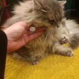 Picture of cat lost at Rilleux La Pape