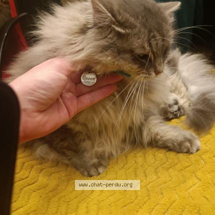 Photo 1/1 Queen Chat lost in Rilleux la pape