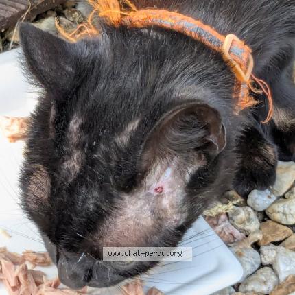 Photo 1/1 Found cat Found in Vivonne