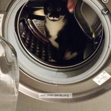 Photo 1/1 Maki Chat lost in Aulnat