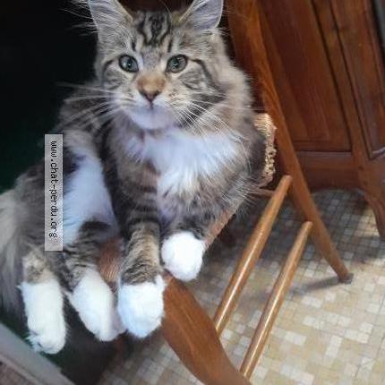 Photo 1/1 Upsilon Chat lost in Poligny