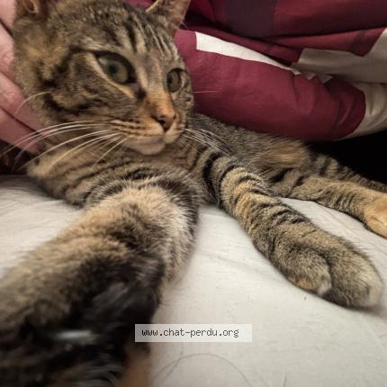 Photo 1/1 Carat Chat lost in Le plessis robinson