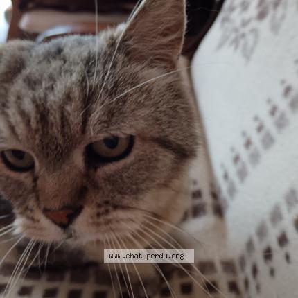 Photo 1/1 Mimi Chat lost in Ouistreham