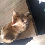 Picture of cat lost at Ayrens