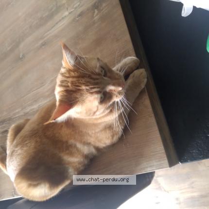 Photo 1/1 Arfie Chat lost in Ayrens