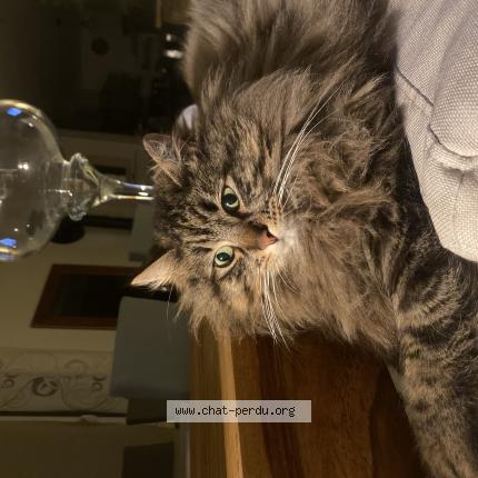 Photo 1/1 Kyllie Chat lost in Tarascon