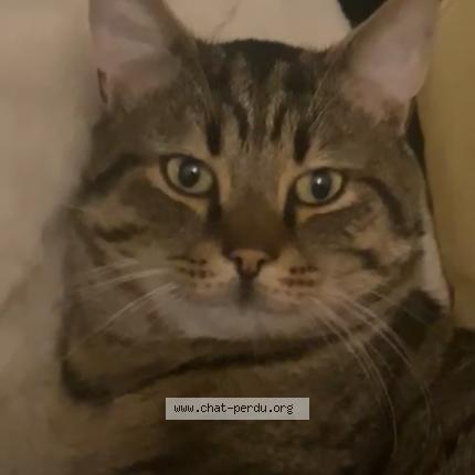 Photo 1/1 Sans nom Chat lost in Fives