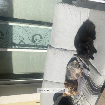 Photo 1/1 Kitty Chat lost in Tarascon