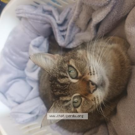 Photo 1/1 Chanone Chat lost in Pons