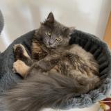 Picture of cat lost at Villers Sur Coudun 60150