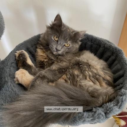 Photo 1/1 Cat reunited Lost in Villers sur coudun 60150