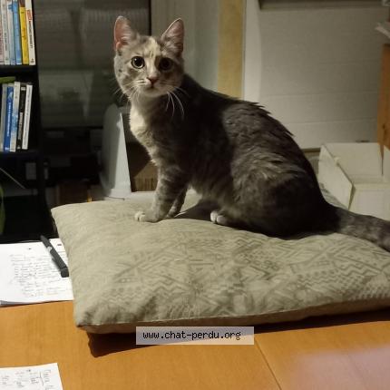 Photo 1/1 Cat reunited Lost in Saint colomban