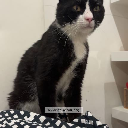 Photo 1/1 Jarbouhaa Chat lost in Cannes