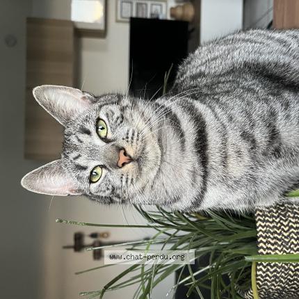 Photo 1/1 Mochi Chat lost in Louvres