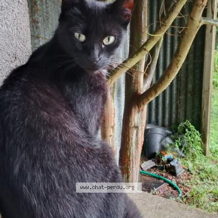 Photo 1/1 Marcelle Chat lost in Chauve