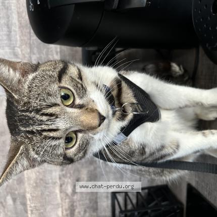 Photo 1/1 Neji Chat lost in Trooz