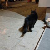 Picture of cat found at Bagneux