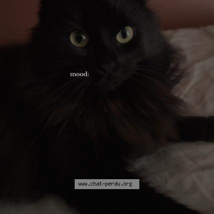 Photo 1/1 Mia Chat lost in Marcilly sur eure