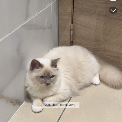 Photo 1/1 Mousha Chat lost in Namur flawinne