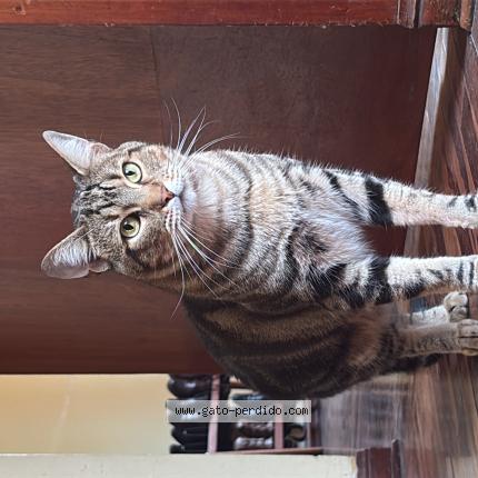 Photo 1/1 Tiger Chat lost in Lima san miguel