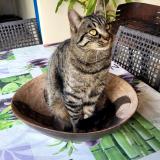 Picture of cat lost at Generac