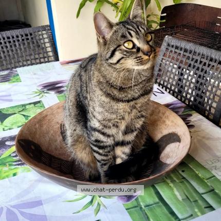 Photo 1/1 Tigrou Chat lost in Generac