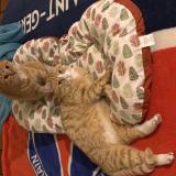 Picture of cat lost at Castelsarrasin