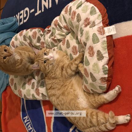 Photo 1/1 Tigrou Chat lost in Castelsarrasin