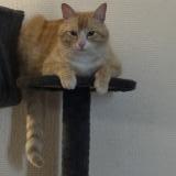 Picture of cat lost at Castelsarrasin