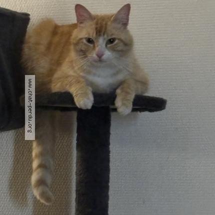 Photo 1/1 Tigrou Chat lost in Castelsarrasin