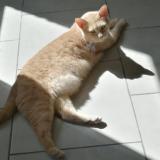 Picture of cat lost at Caudry