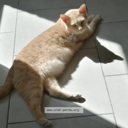 Photo 1/1 Calin Chat lost in Caudry