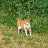 Picture of cat found at Marcon